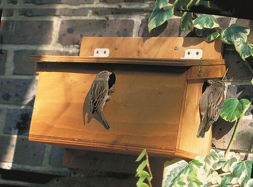 Houten nestkast met huismussen erbij