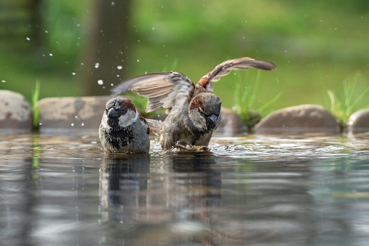 Twee vogeltjes nemen een bad