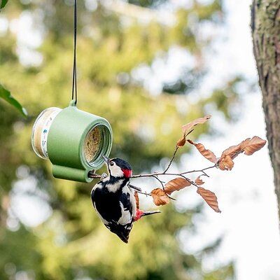 Vogelpindakaas houder aan een boom