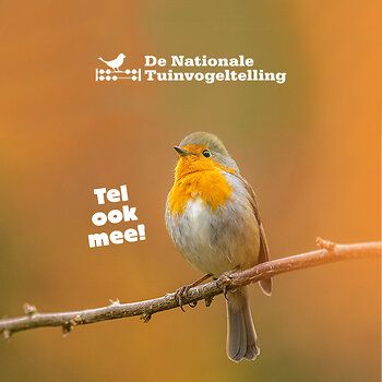 Nationale Tuinvogeltelling Vogelbescherming roodborst