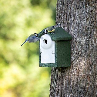Koolmezen op houtbetonnen nestkast