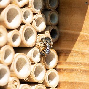 935330119-Insect-Residence-DV_3096