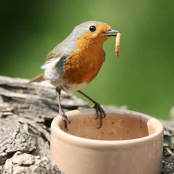 Roodborstje met meelworm