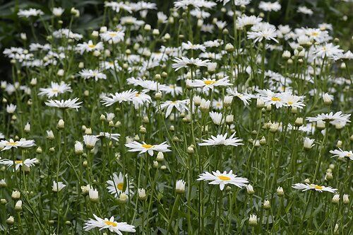 Margriet Leucanthemum biologische planten Vogelbeschermingshop