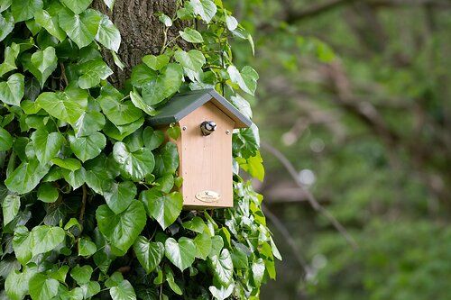 Houten nestkast in een boom