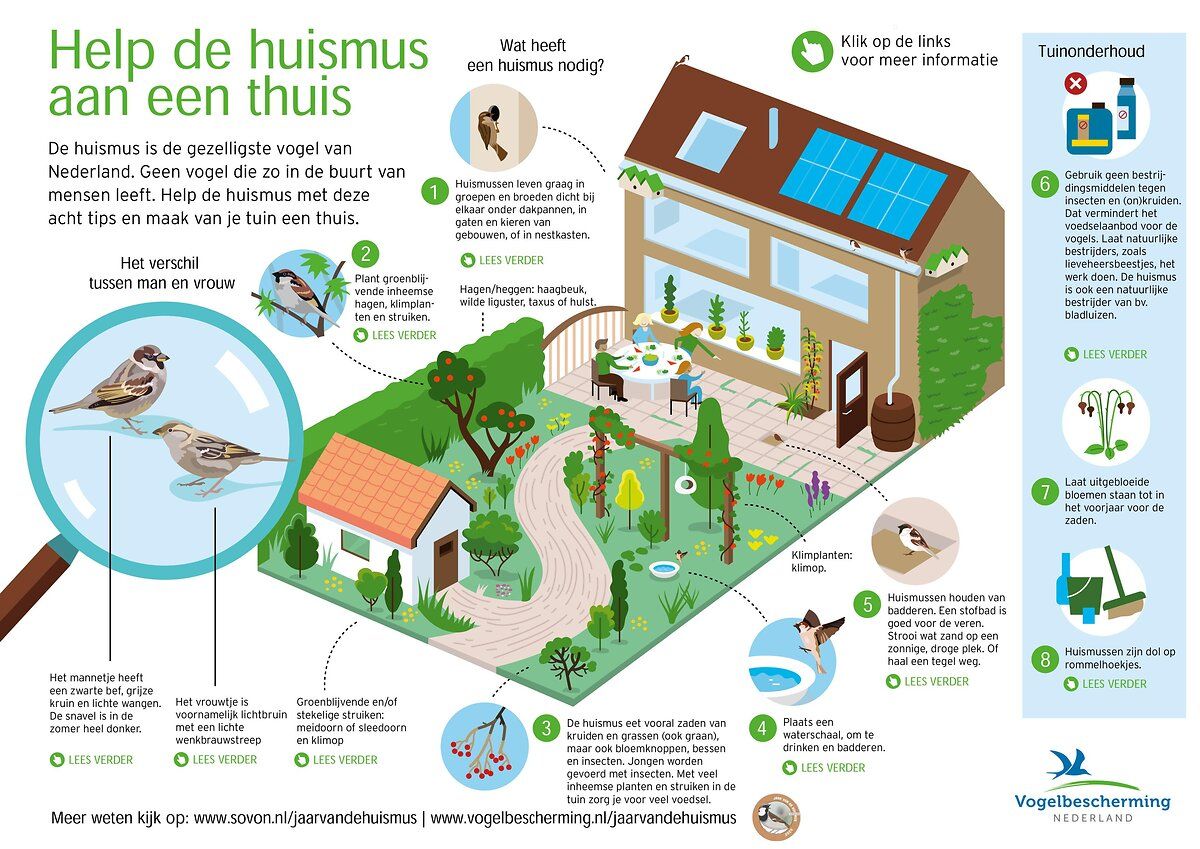 Help de huismus aan een thuis