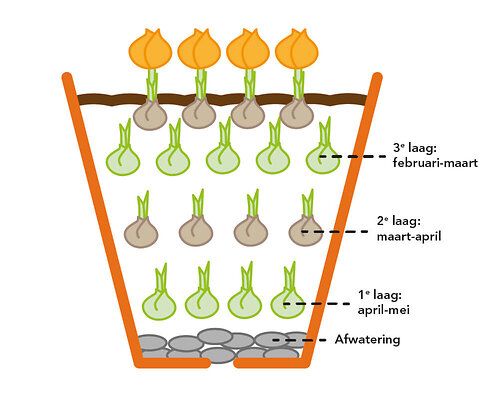 Bloembollen planten lasagnemethode