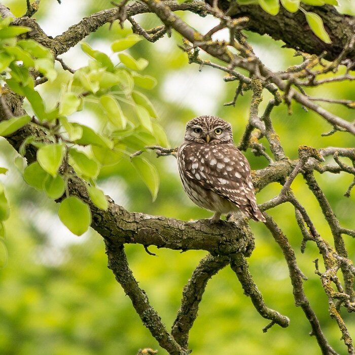 Steenuil Beleef de Lente - Vogelbeschermingshop