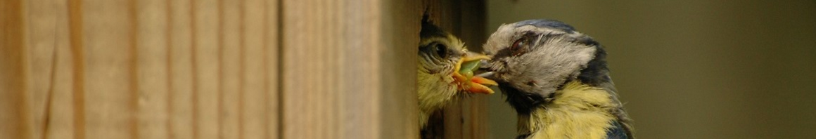 Jong vogeltje wordt gevoerd door de opening van een nestkast