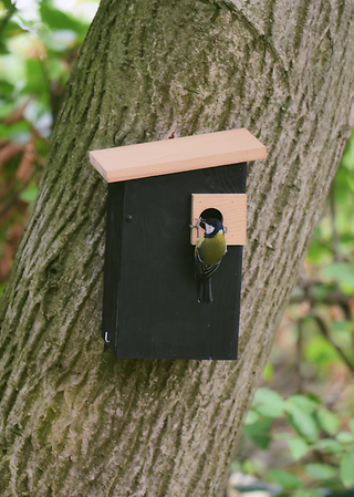 90935_Alura_Opal_Nestbox_black__JD_20_desktop_1