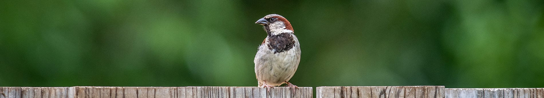 House-Sparrow-Huismus-SW-Sem-8287_dekstop_TVT
