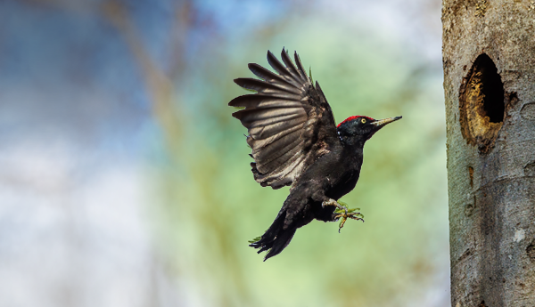 Green Friday Vogelbeschermingshop