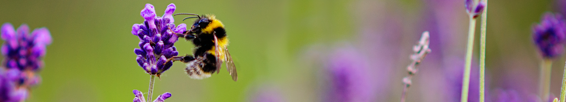 Bumble bee sucking nectar from lavender ANY FUTURE USE OF THIS IMAGE REQUIRES A NEW DOWNLOAD UNDER OUR TEAM LICENCE ATTENTION: These images are for CJ/VIVARA use only. Transfer to 3rd parties including PARTNERS is not permitted = breach of copyright.