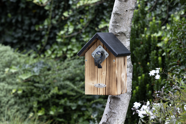 Pimpelmees op nestkast