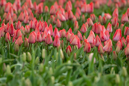 Biologische bloembollen