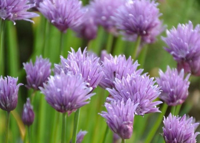 Biologische inheemse planten