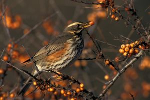 Duindoorn_koperwiek_1_PF