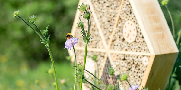 Een bij op een bloem voor een insectenhotel van Vogelbescherming Nederland