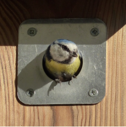 Vogel_invliegopening