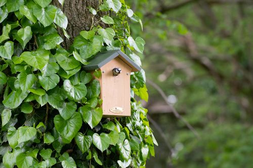 Houten nestkast in een boom