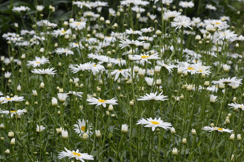 955330120_Margriet_Leucanthemum_alaska_PPA2706
