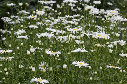 Margriet Leucanthemum biologische planten Vogelbeschermingshop