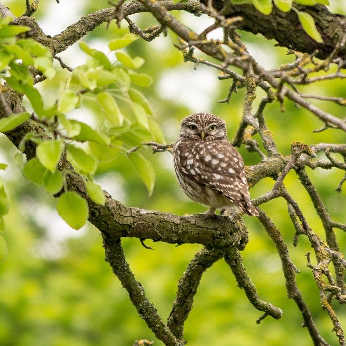 Steenuil Beleef de Lente - Vogelbeschermingshop