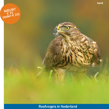Cursus_Roofvogels_370x370_havik