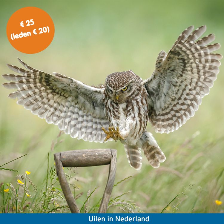 Cursus_Uilen_in_Nederland_750x750_steenuil