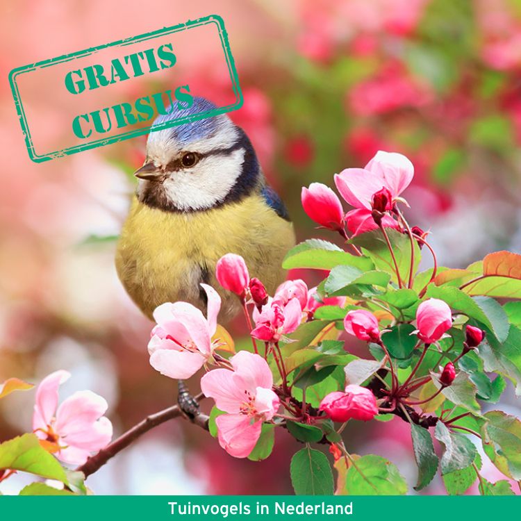 Gratiscursus-Tuinvogels_shutterstock