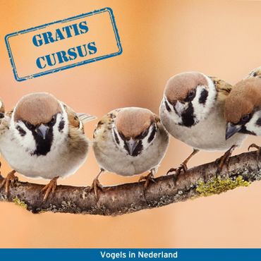 Cursus vogels in Nederland