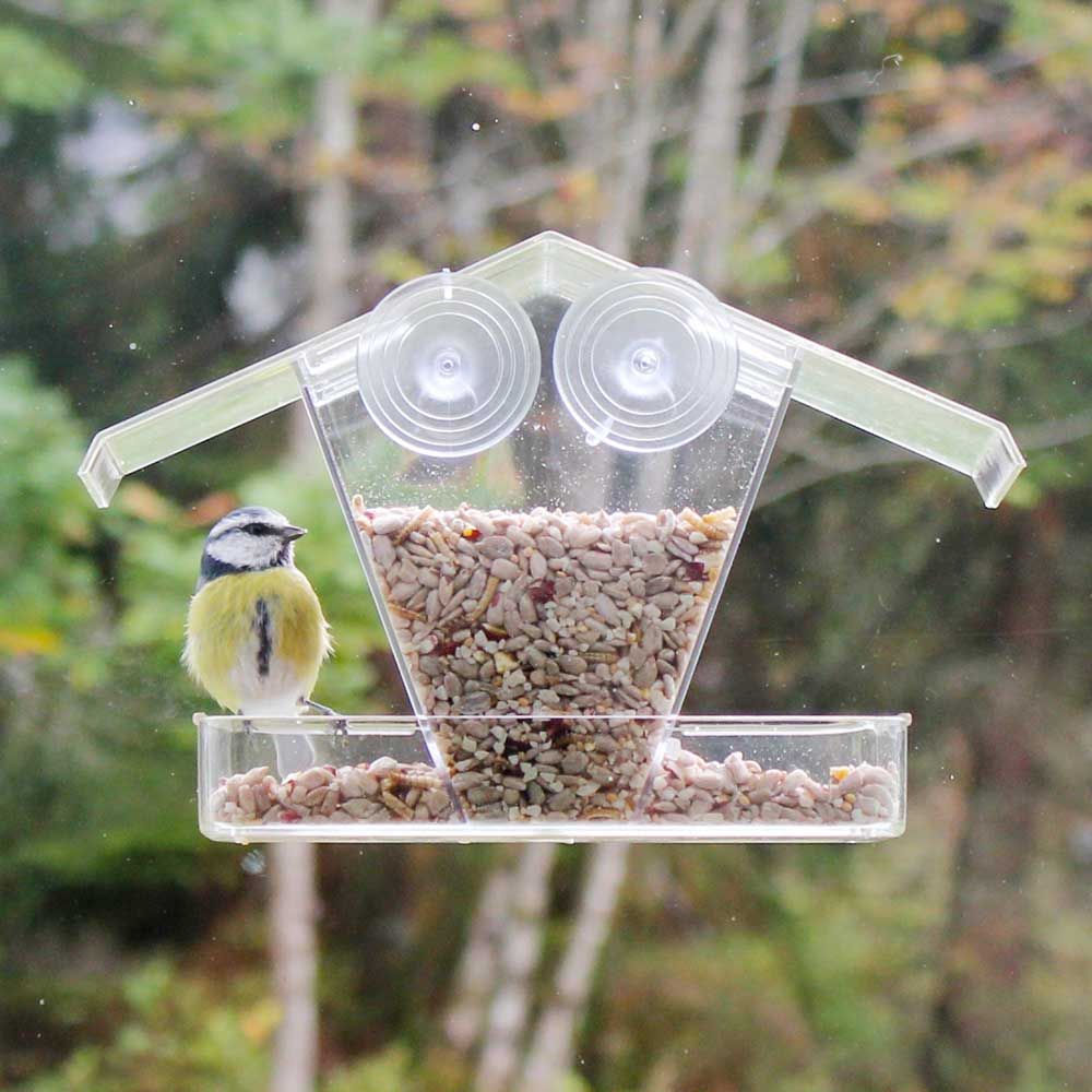 Pimpelmees op raamvoederhuis Kreta