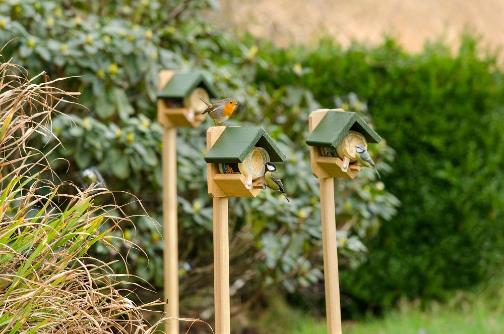 Vogelpindakaas voederhuisjes op een paal die worden bezocht door verschillende vogeltjes