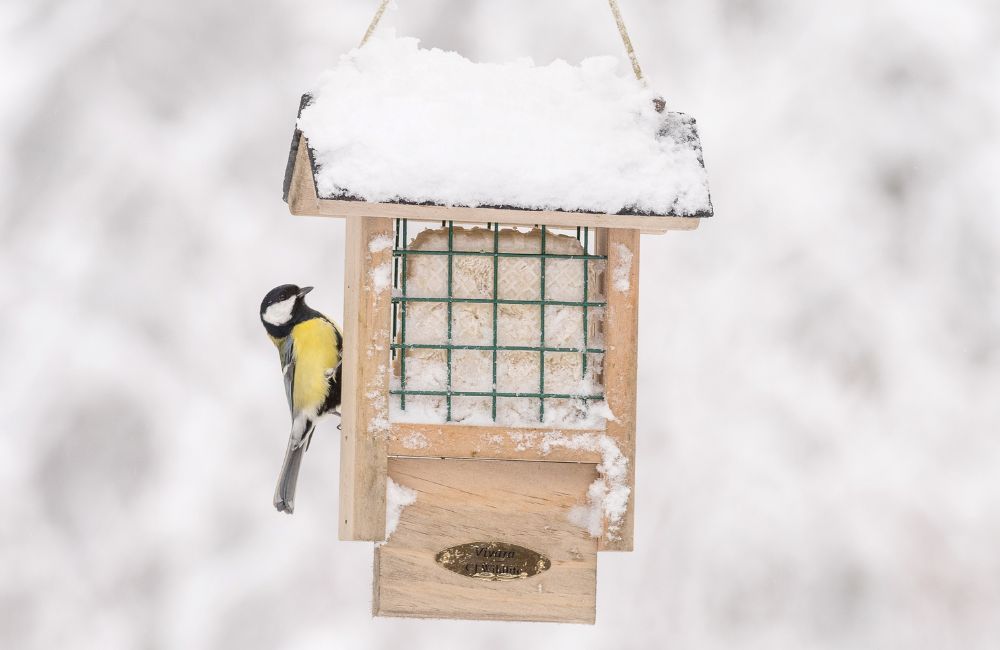 Vogeltje op een vetblokhouder