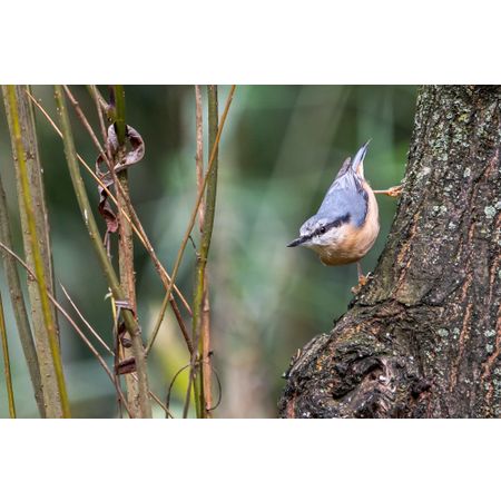 Nuthatch-SW-Sem-03692