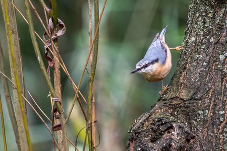 Nuthatch-SW-Sem-03692
