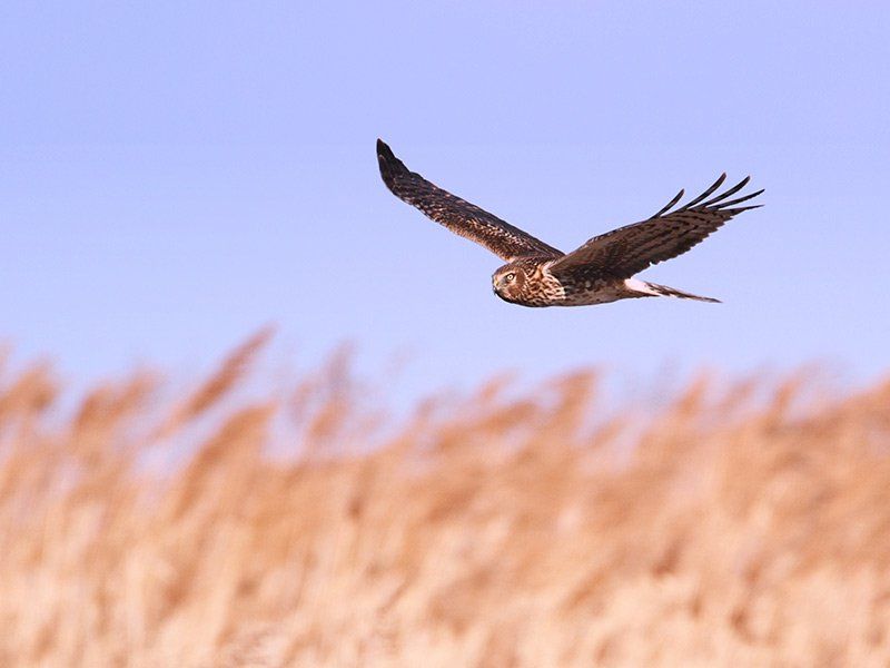 Roofvogel zwevend in de lucht