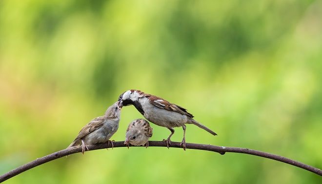Een moeder huismus voert twee jonge huismussen op een tak