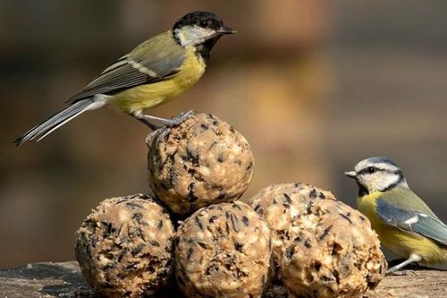 Koolmees en pimpelmees op en naast een stapeltje vetbollen