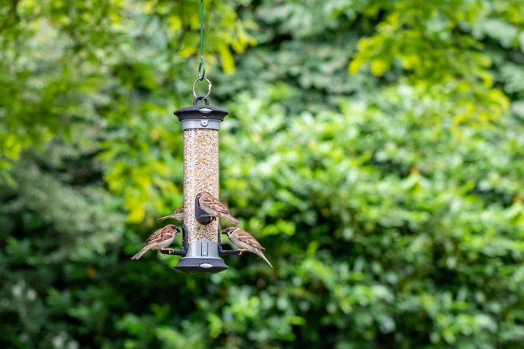 Verschillende mezen op een enkele voedersilo