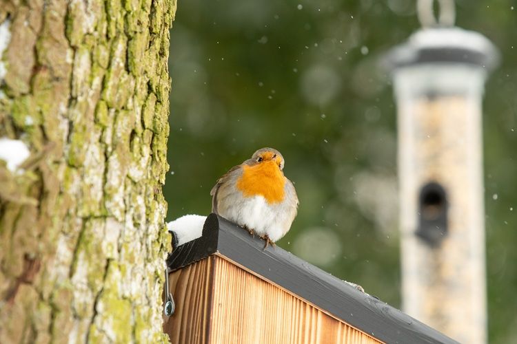 Robin_-_Roodborst_-_QM-7032