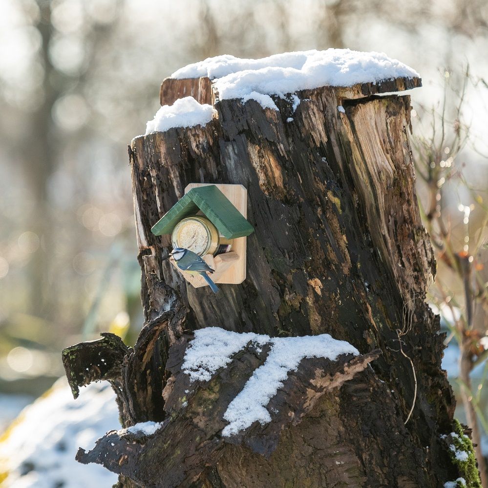 Pimpelmees op Vogelbescherming pindakaas