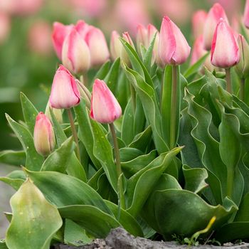 Biologische bloembollen van Vogelbescherming