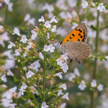 Vlinder - biologische vogelvriendelijke planten