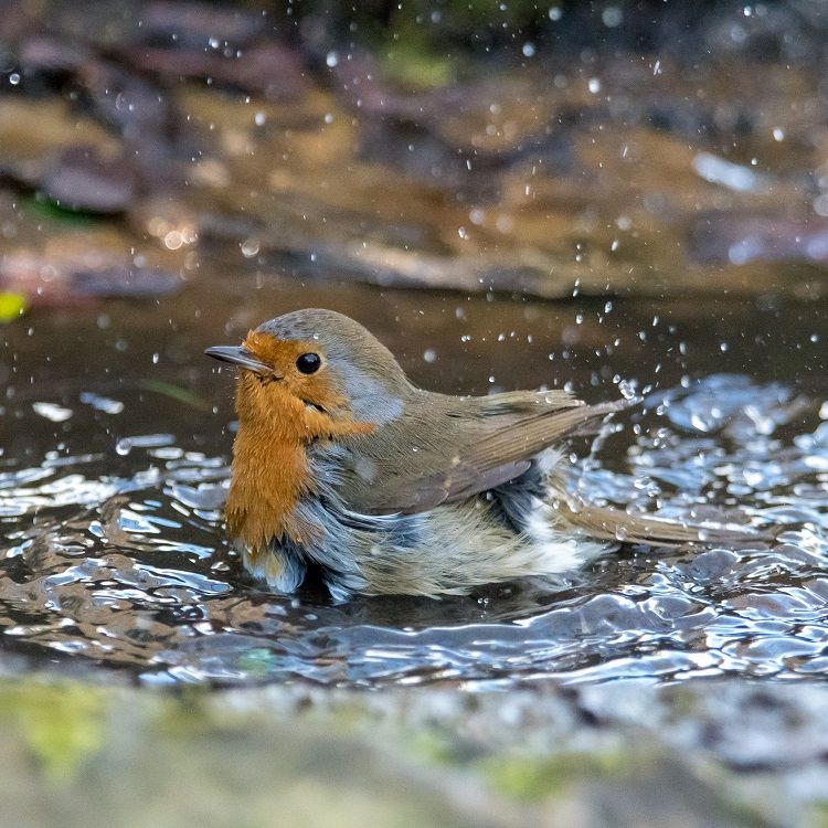 Roodborstje in water