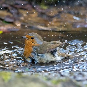 Roodborstje in water