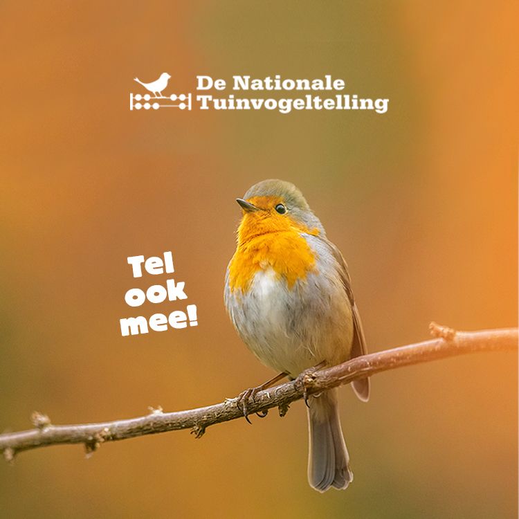 Nationale Tuinvogeltelling Vogelbescherming roodborst