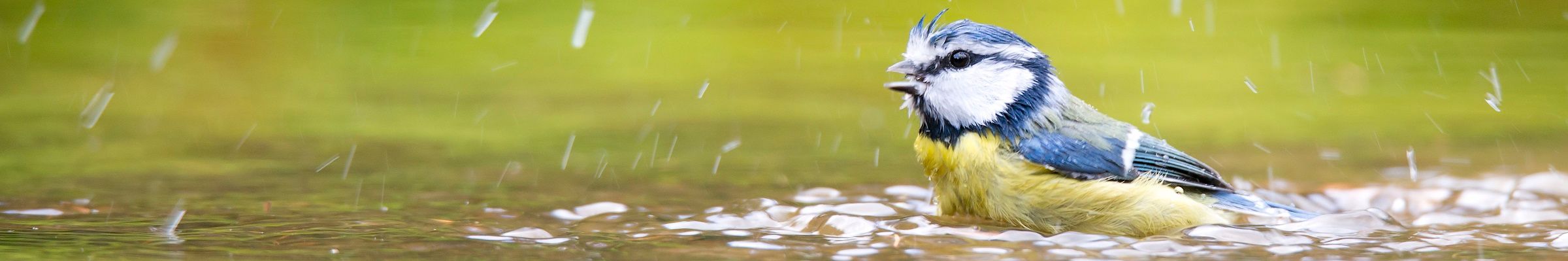 Pimpelmees aan het badderen in water