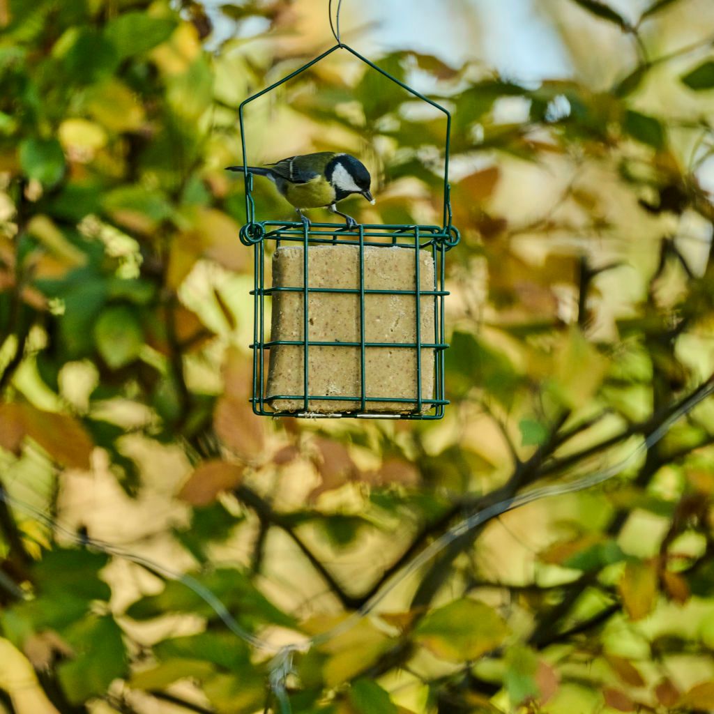 112160119_CJ_Vegan_Suet_Block_315g_Peanuts_JD_03
