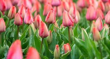 Tulp